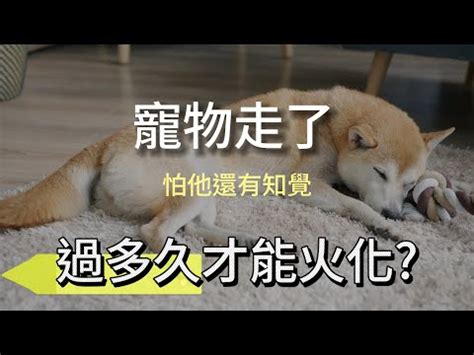 狗狗死亡處理|寵物過世怎麼處理？寵物禮儀服務的流程、費用與指南？